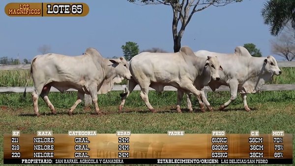 Lote LOTE 65