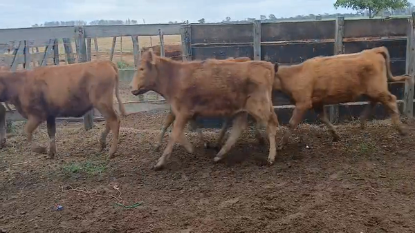 Lote 12 Terneras Angus Colorado en Lehmann, Santa Fe