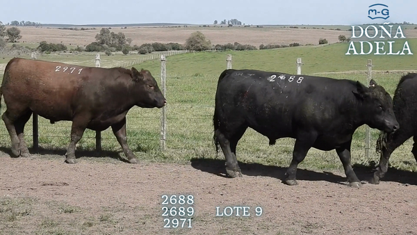Lote TOROS ABERDEEN ANGUS