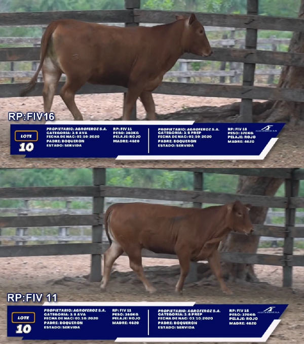 Lote LOTE 10 - DUO