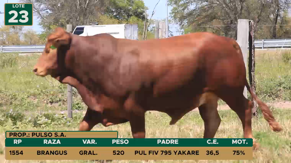 Lote TOROS LOTE 23