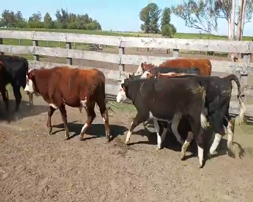 Lote Terneros