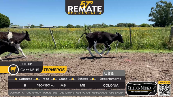 Lote 8 Terneros en Tarariras, Colonia