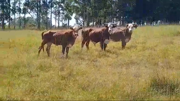 Lote 3 Vacas de invernar en Corrientes, Monte Caseros