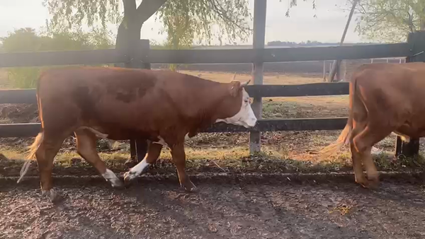 Lote 11 Novillos Hereford y Angus, San José