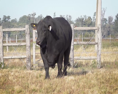 Lote VIRACHO 1297 ARANDU RETA REM 624 T.E.