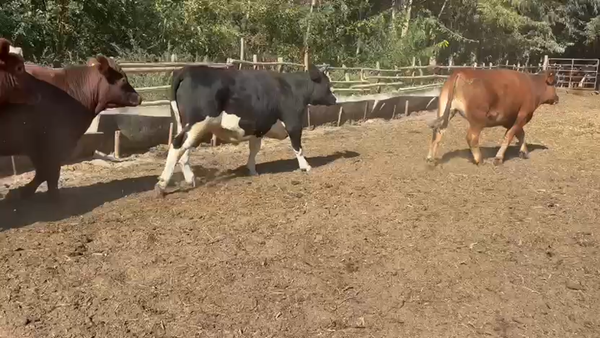 Lote 40 Novillo Gordo en Paine, Región Metropolitana