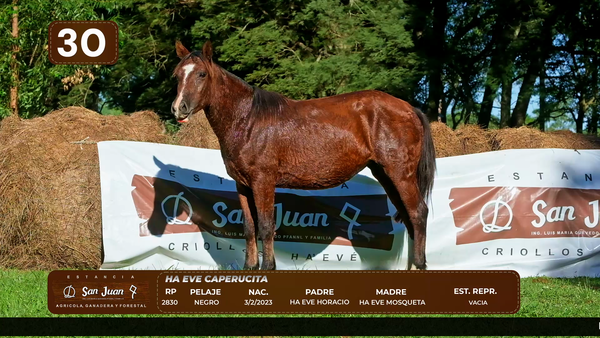 Lote LOTE 30