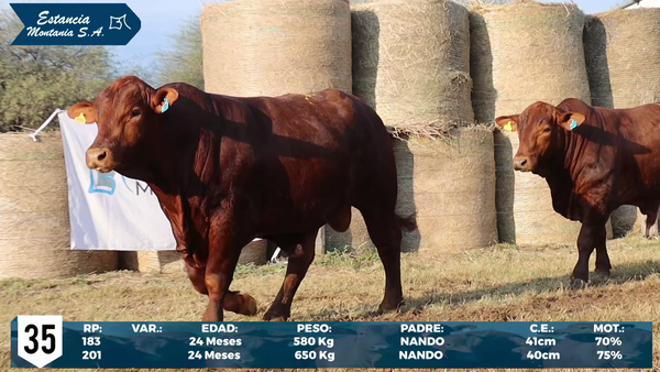 Lote LOTE 35