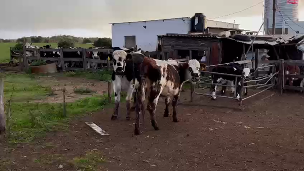 Lote 2 vaquillonas normando