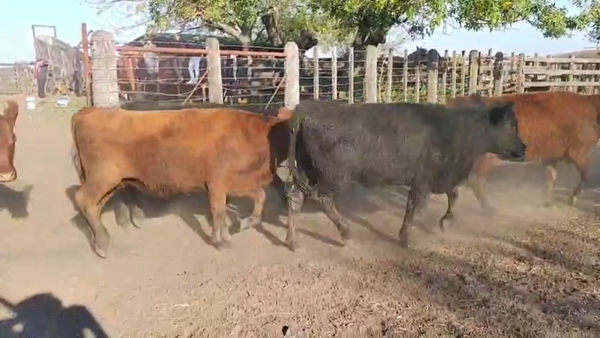 Lote 50 Vaquillonas C/ gtia de preñez