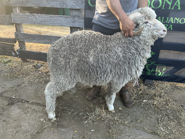 Lote Borrego 2D (MO: Si)