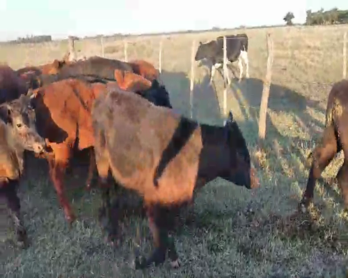 Lote 27 Terneros en Suipacha, Buenos Aires