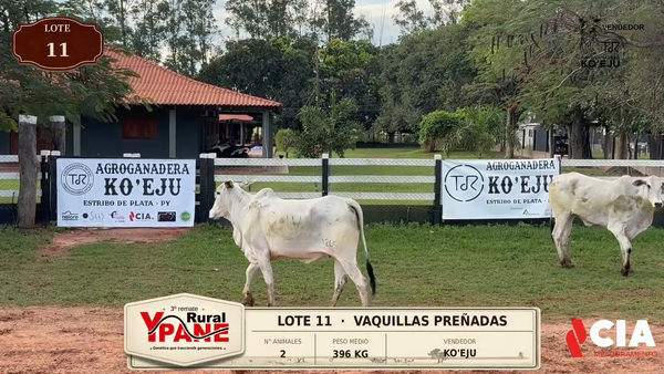 Lote Lote 11