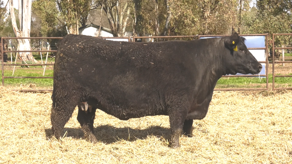Lote VAQUILLONAS ANGUS  PP