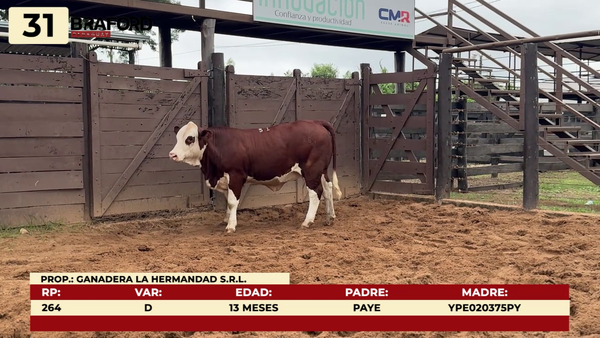 Lote LOTE 31