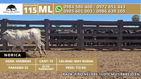 Lote 75 Desmamantes hembras 172kg -  en Carmelo Peralta los de Norica  Puerto Sastre los de Ygua Pora