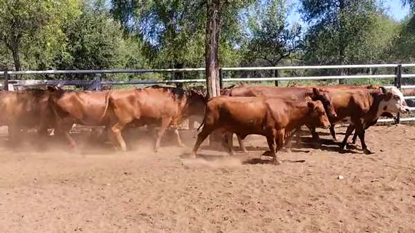 Lote 35 Vacas nuevas Preñadas en Monte Quemado, Santiago del Estero