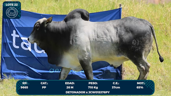 Lote LOTE 22