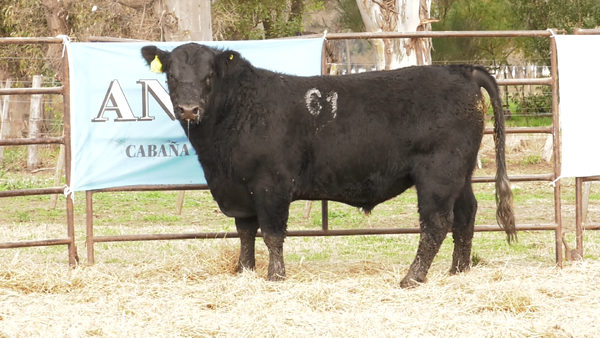 Lote TOROS ANGUS NEGROS  PC