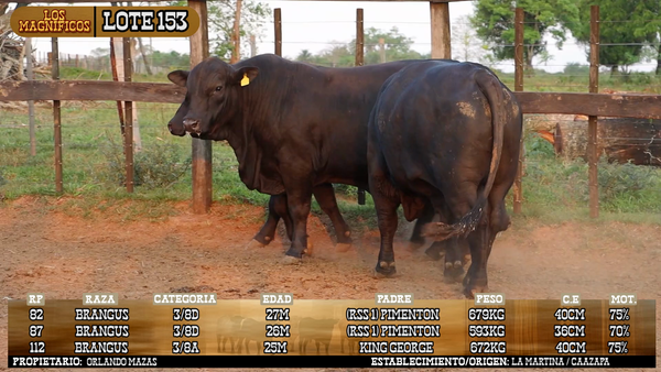 Lote LOTE 153 - VIVO