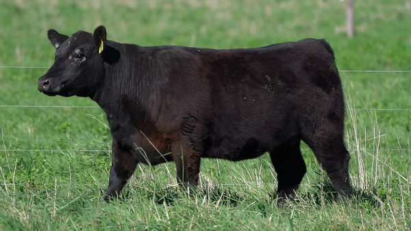 Lote VAQUILLONA PP