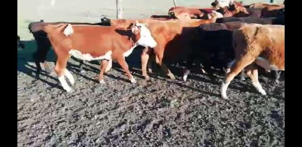 Lote 35 Terneros/as en Villaguay, Entre Ríos