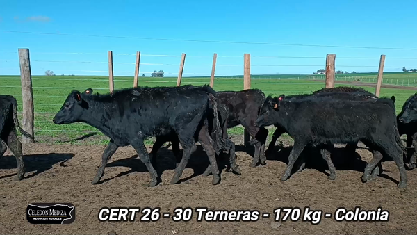 Lote 30 Terneras en La Horqueta, Colonia