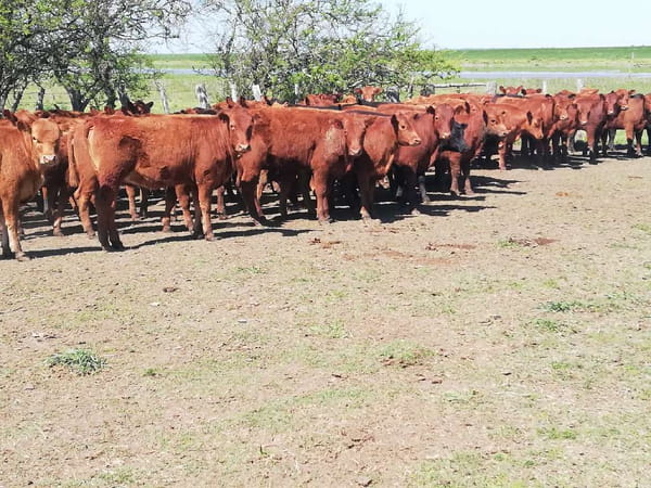 Lote 60 Terneras en Entre Ríos, Federal