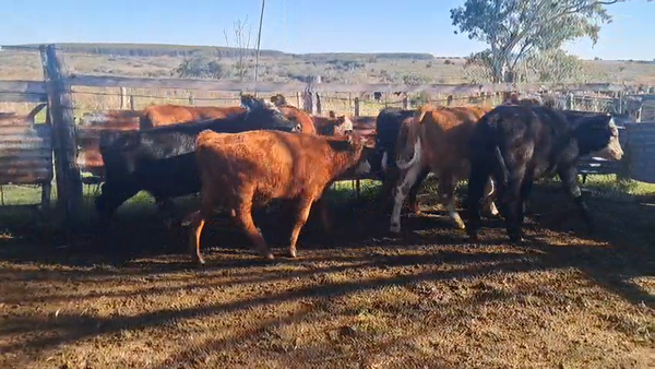 Lote TERNERAS