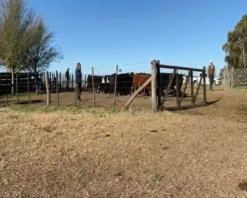 Lote 70 Terneros en Navarro, Buenos Aires