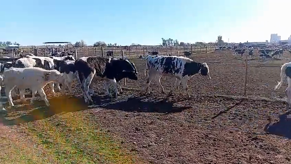 Lote 70 Novillitos Holando Argentino en Freyre, Córdoba