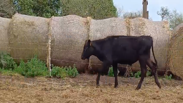 Lote (Vendido)14 Terneros CRUZAS 205kg -  en PIEDRA CHATA