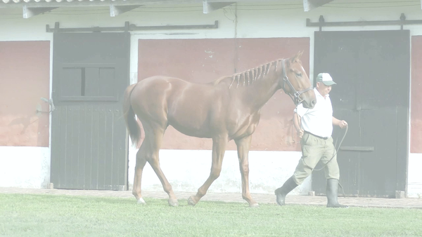 Lote PURO RITMO (GRAND REWARD -  PURA QUIMICA)