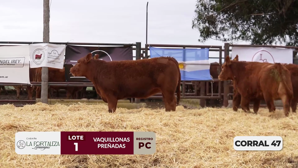 Lote VAQUILLONAS PC PREÑADAS PARICIÓN PRIMAVERA 2026