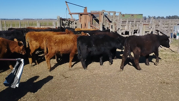 Lote 115 Terneros/as