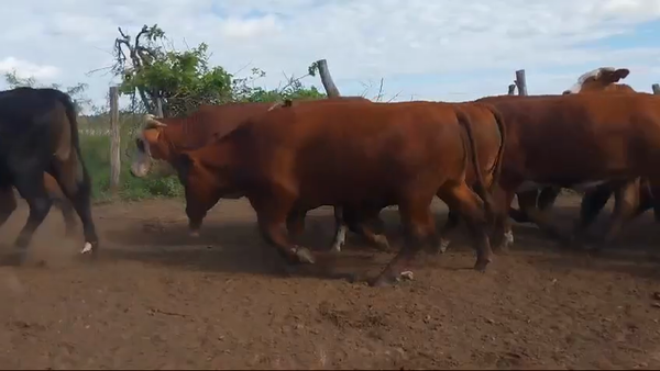 Lote 40 Novillos
