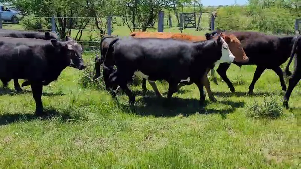 Lote 35 Terneros/as en Villaguay, Entre Ríos