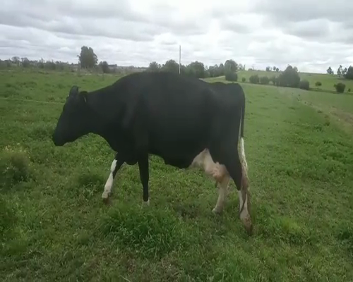 Lote Vacas de Invernada HOLANDO 580kg - , San José