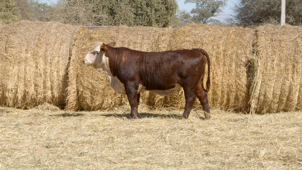 Lote HEMBRAS Remate Nucleo Genbra