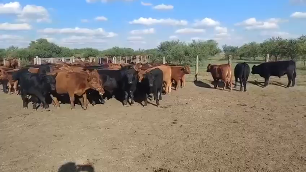 Lote 110 Terneros en Entre Ríos, Federal