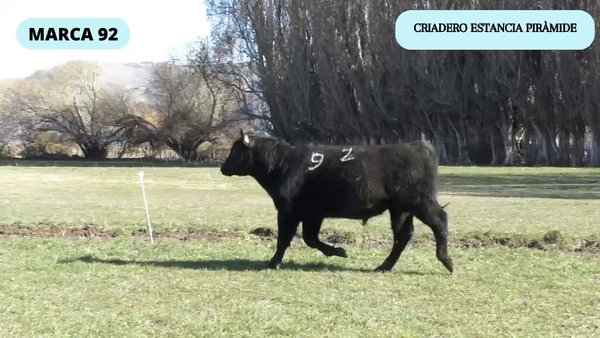 Lote 1 Toro en Río Ibáñez, XI Región Aysén