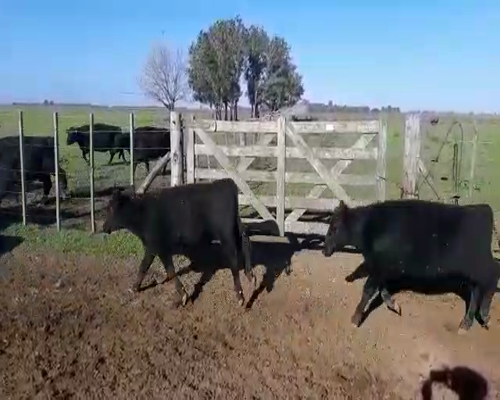 Lote 60 Terneros en Monte, Buenos Aires