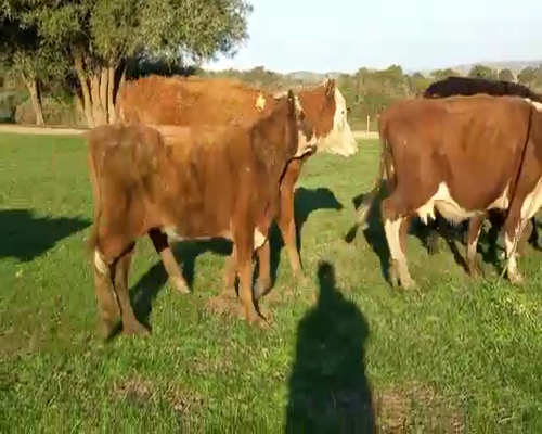 Lote 44 Ovejas piezas de cría 380kg - , San José