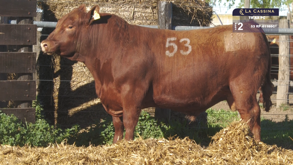 53 41100C* — TOROS ANGUS PURO CONTROLADO