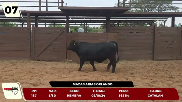 Lote LOTE 7 - JUNIOR