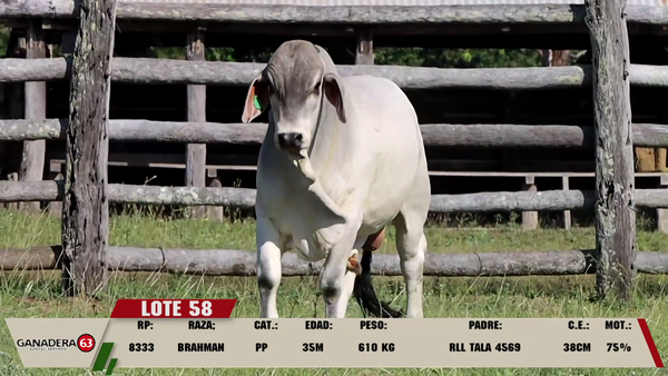 Lote LOTE 58