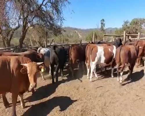 Lote 20 Novillo Gordo en Casablanca, V  Región Valparaíso