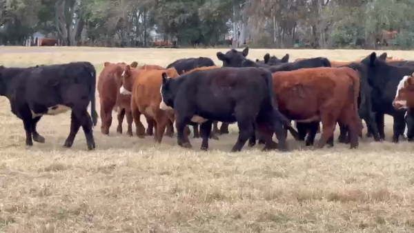 Lote 60 Terneras en Lonquimay, La Pampa