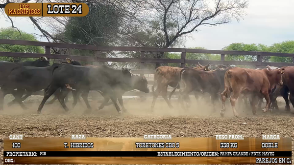 Lote LOTE 24